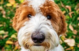 Bark & Brew | Downtown Spark