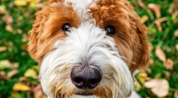 Bark & Brew | Downtown Spark